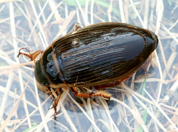 Foto: Magne Farlund http://phalloides.wordpress.com